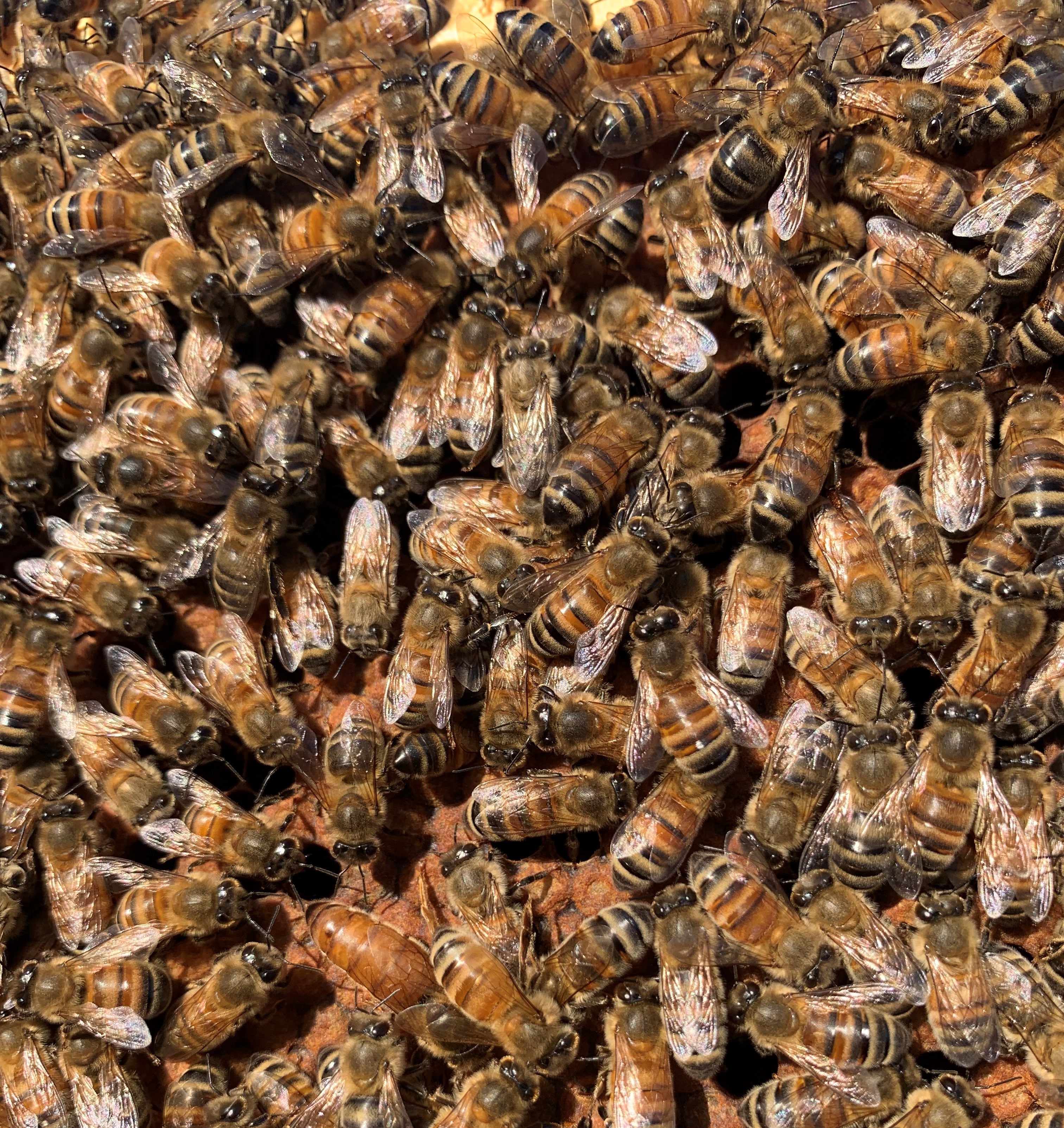 Bees on honeycomb